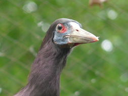 Image of Abdim's Stork