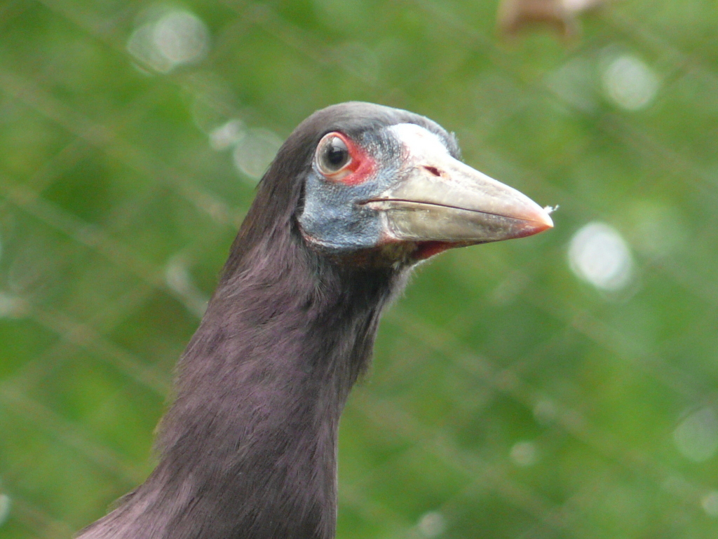 Image of Abdim's Stork