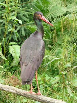 Image of Black Stork