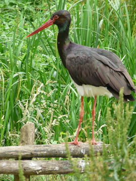 Image of Black Stork