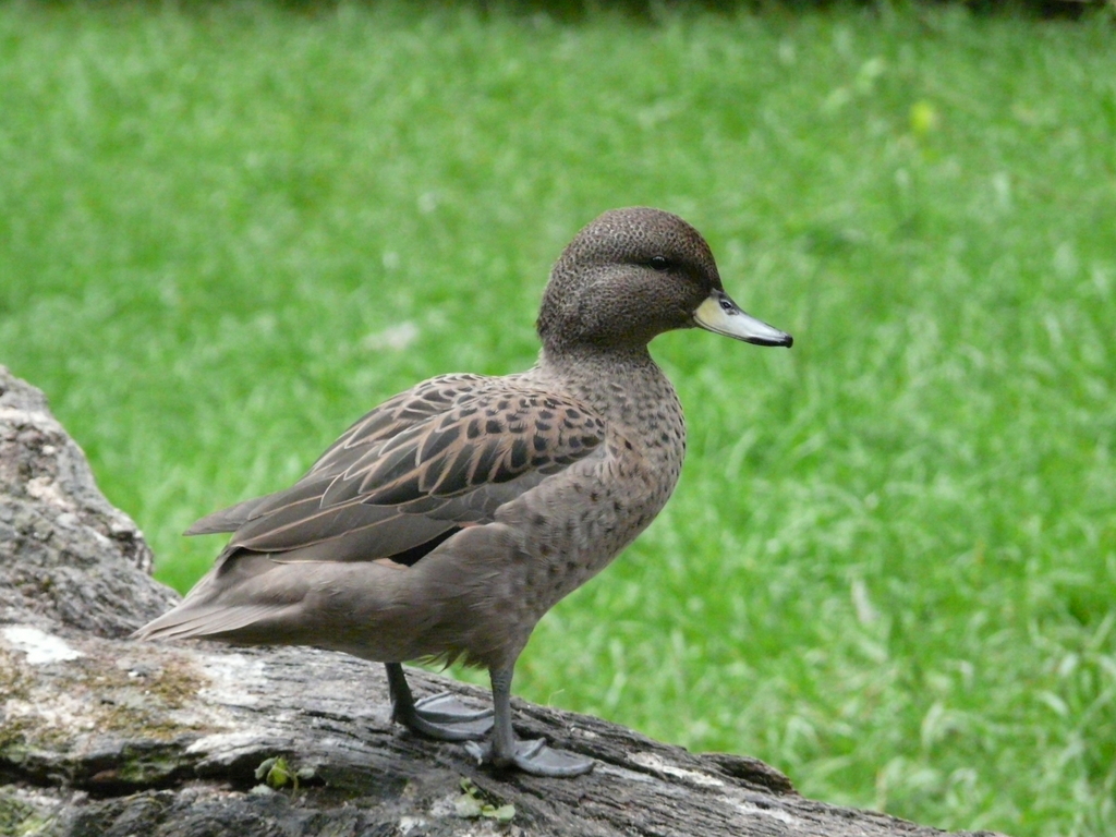 Image of yellow-billed pintail