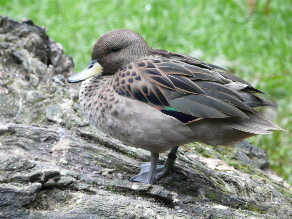 Image of yellow-billed pintail