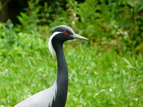 Image of Demoiselle Crane