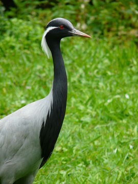 Image of Demoiselle Crane