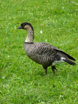 Plancia ëd Branta sandvicensis (Vigors 1834)