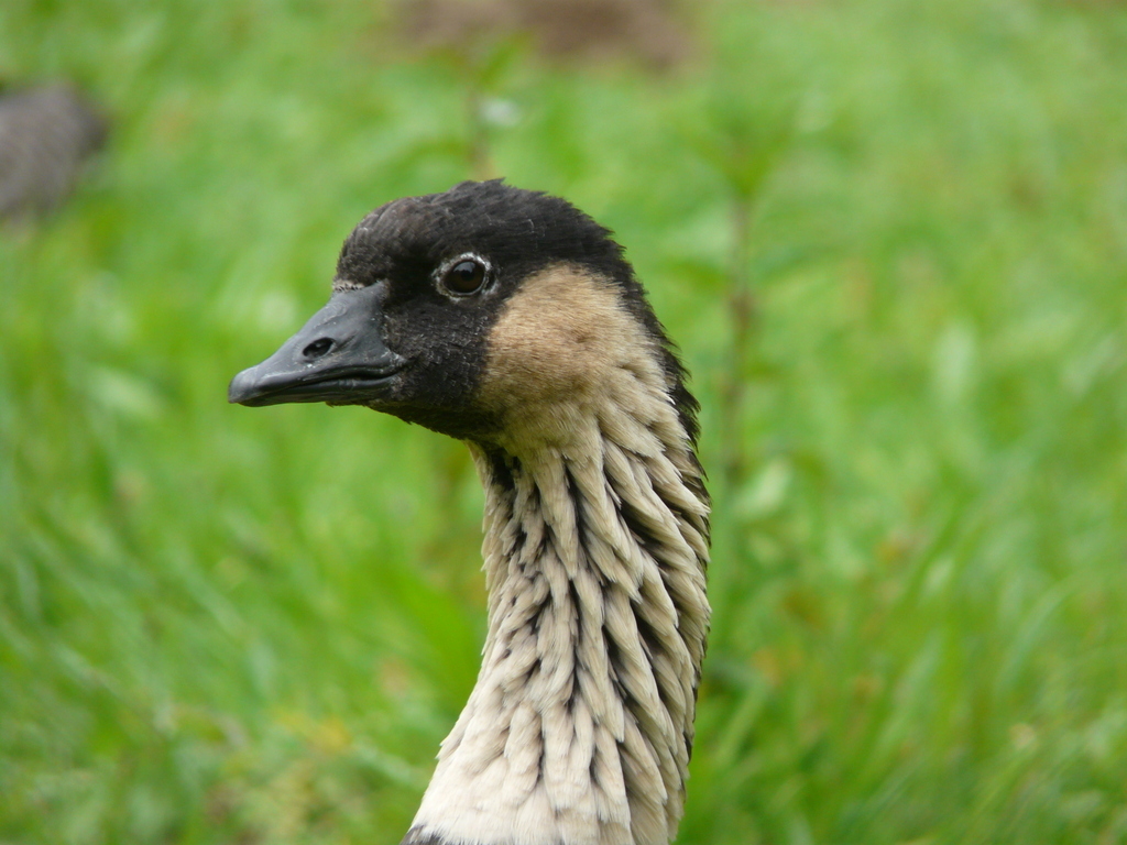 Image of Hawaiian Goose