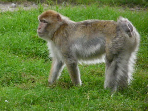 Image de Macaque de Gibraltar