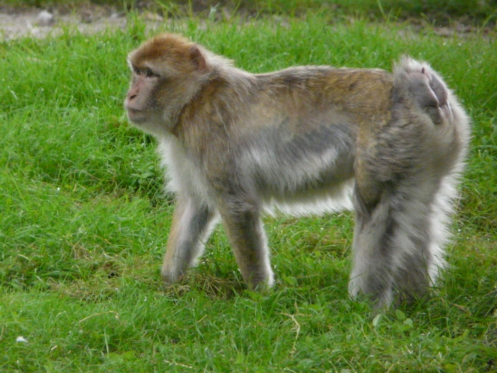 Image of Barbary Ape