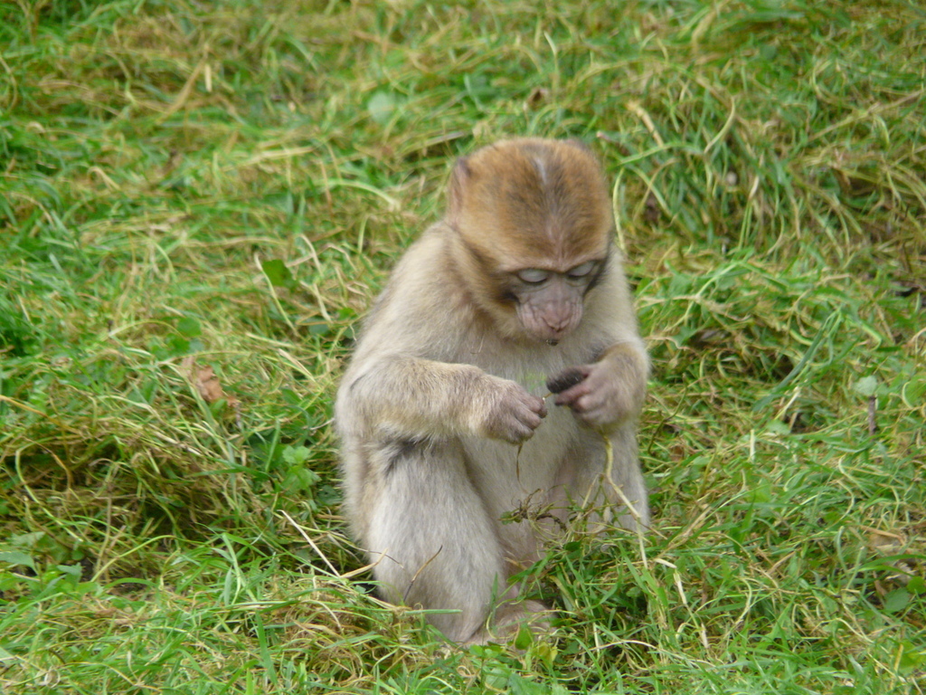 Image de Macaque de Gibraltar