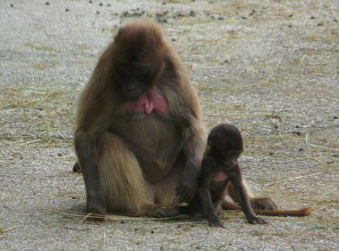 Image of Gelada Baboon