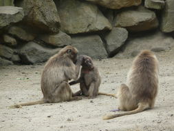 Image of Gelada Baboon