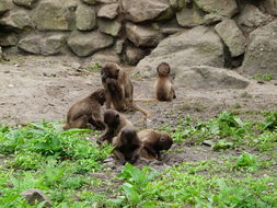 Image of Gelada Baboon