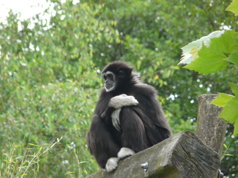 Image of White-handed Gibbon