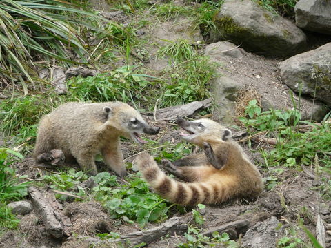 Image of South American Coati