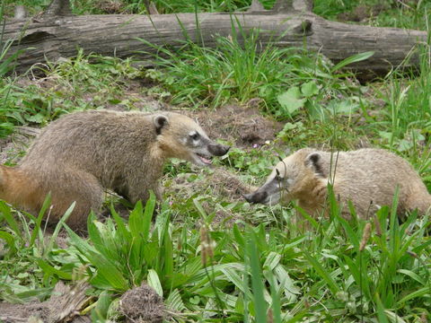 Image of South American Coati