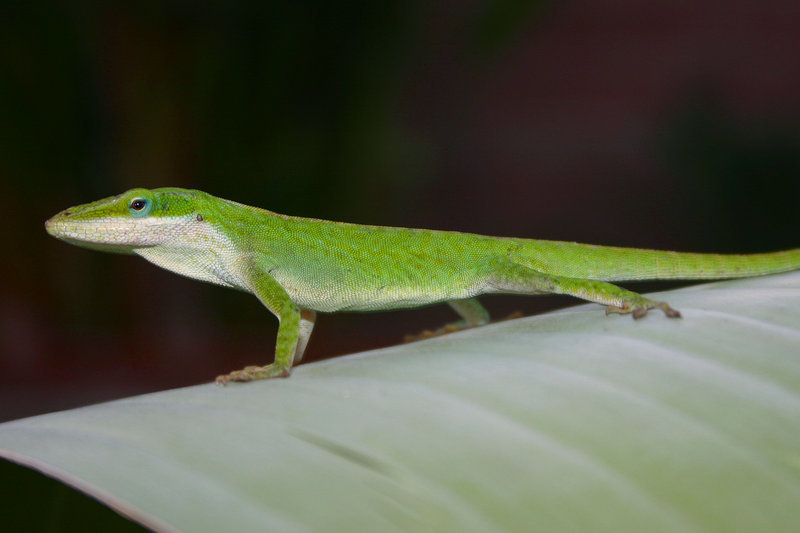 Image of American Anole