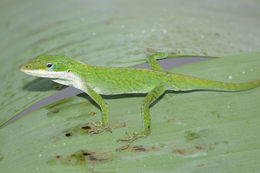 Image of American Anole