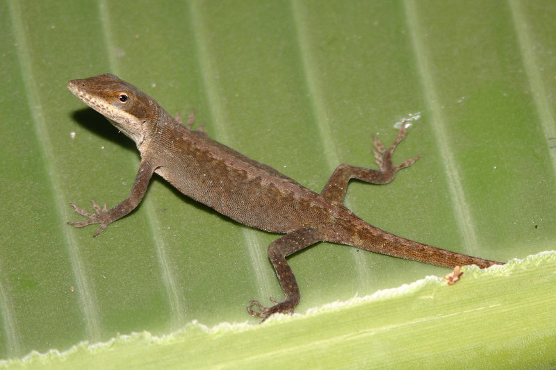 Image of American Anole