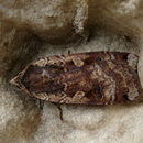 Image of clouded brindle