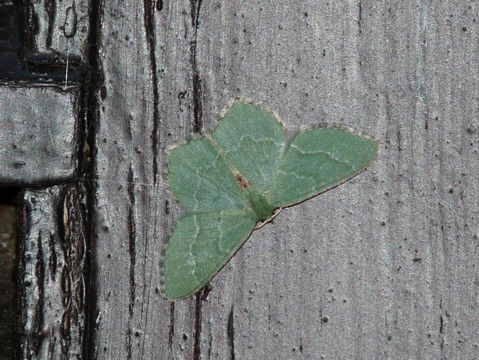 Image of common emerald