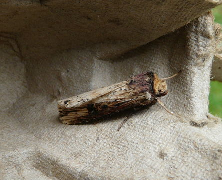 Image de noctuelle putride