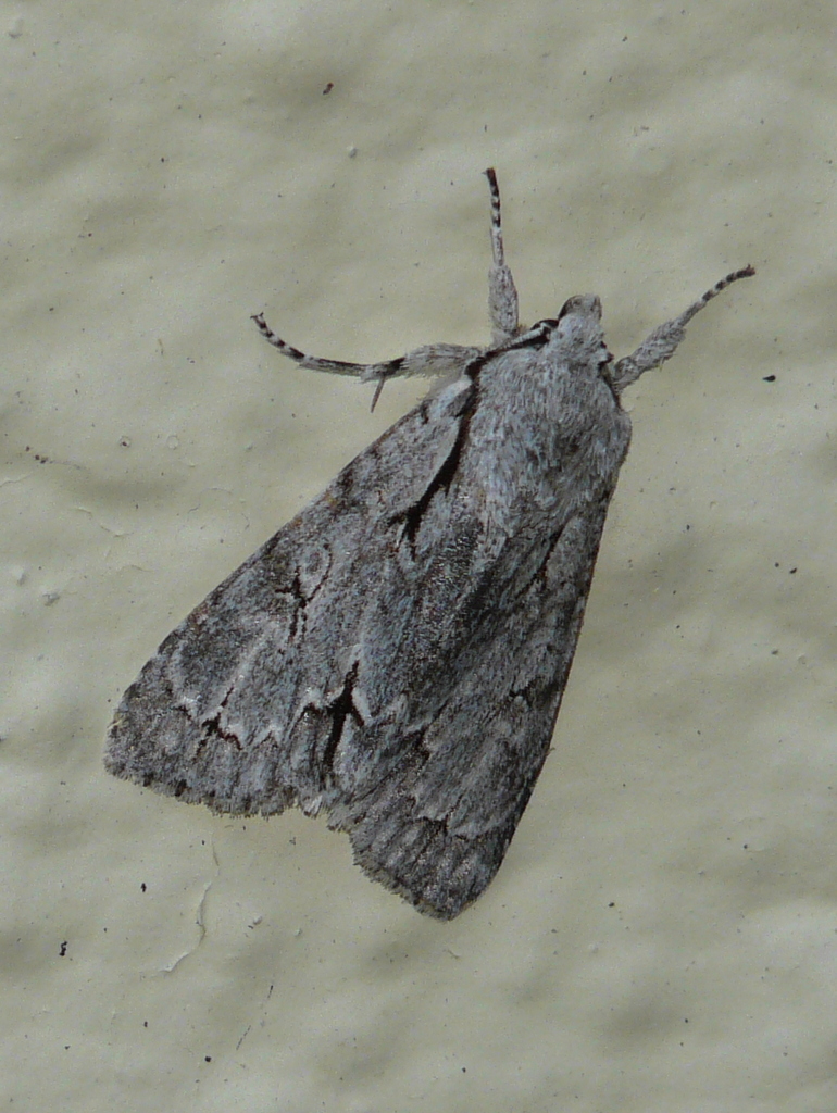 Imagem de Acronicta psi Linnaeus 1758