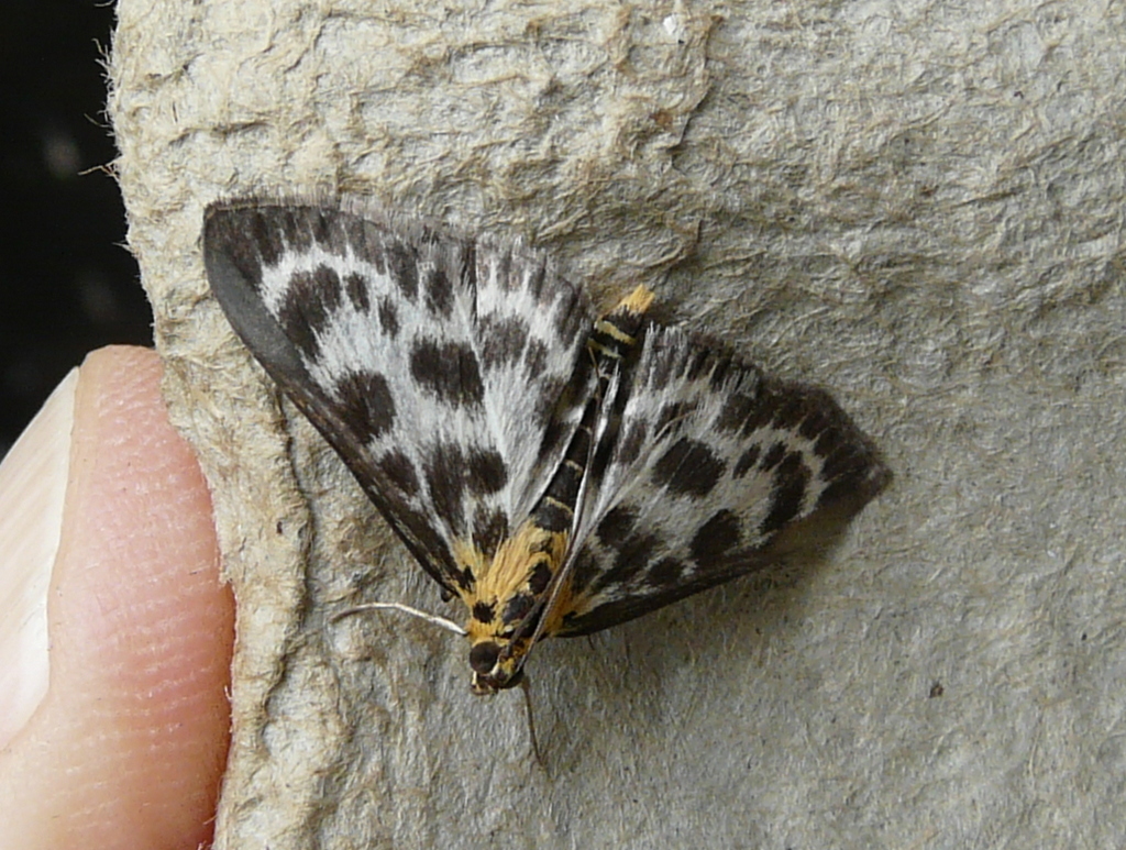 Image of Grass moth