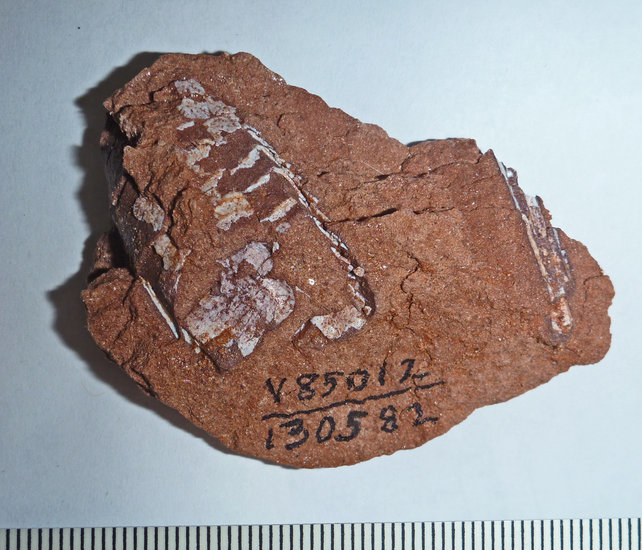 Image of Protosuchus