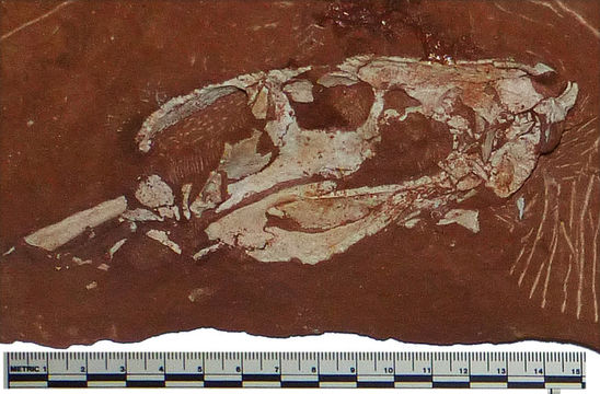 Image of <i>Protosuchus richardsoni</i>