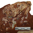 Image of <i>Protosuchus richardsoni</i>