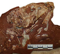Image of <i>Protosuchus richardsoni</i>
