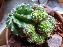 Image de <i>Echinopsis multiplex</i>