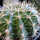 <i>Echinopsis multiplex</i> resmi