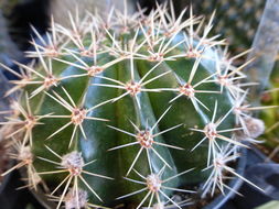 <i>Echinopsis multiplex</i> resmi