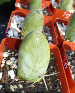 Image de Echinopsis lageniformis (C. F. Först.) H. Friedrich & G. D. Rowley