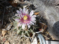 Image of Stenocactus coptonogonus (Lem.) A. Berger