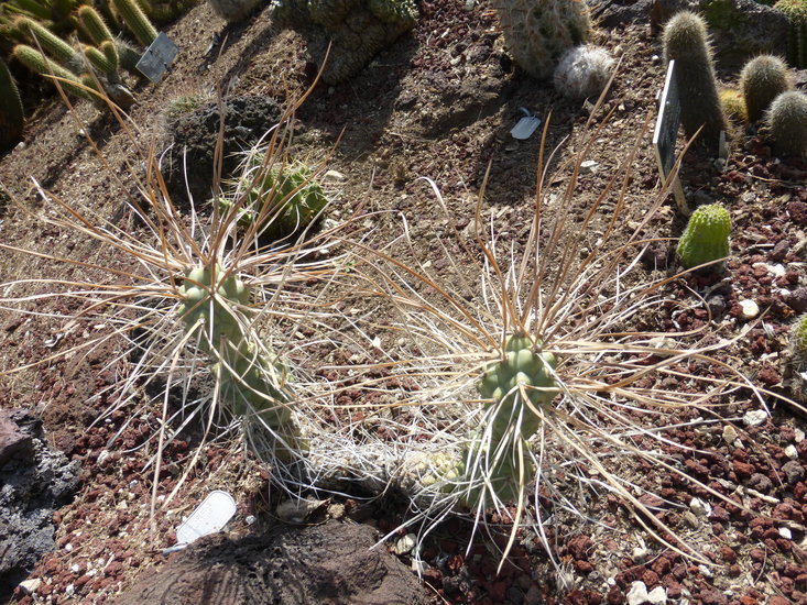 Image of Tephrocactus aoracanthus (Lem.) Lem.