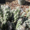 Image of <i>Opuntia moelleri</i>