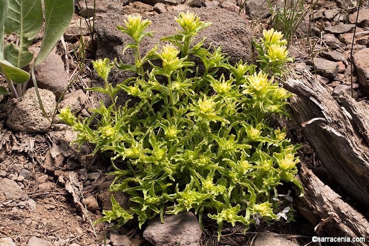 Image of wavyleaf Indian paintbrush