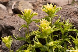 Image of wavyleaf Indian paintbrush