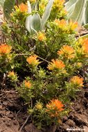 Image of wavyleaf Indian paintbrush