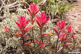 Image of Wyoming Indian paintbrush