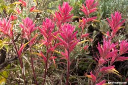 Image of Wyoming Indian paintbrush