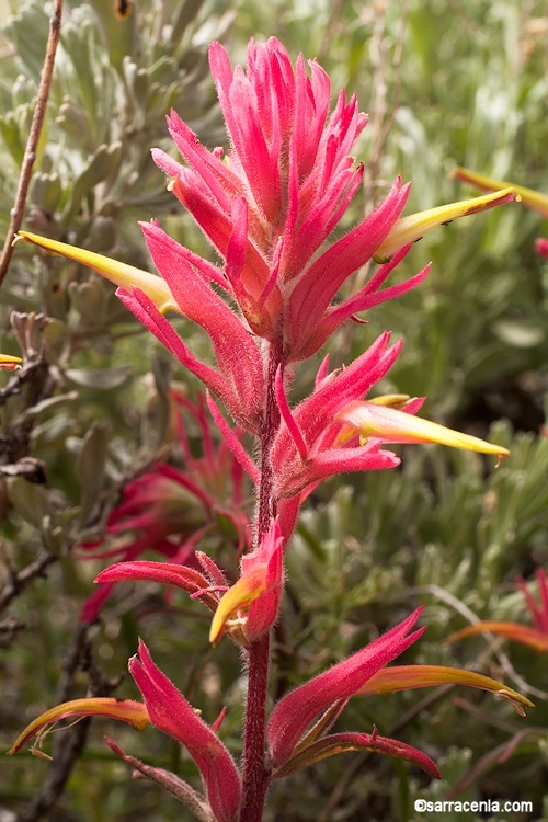 Image of Wyoming Indian paintbrush