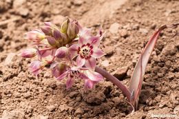 Image of dusky onion