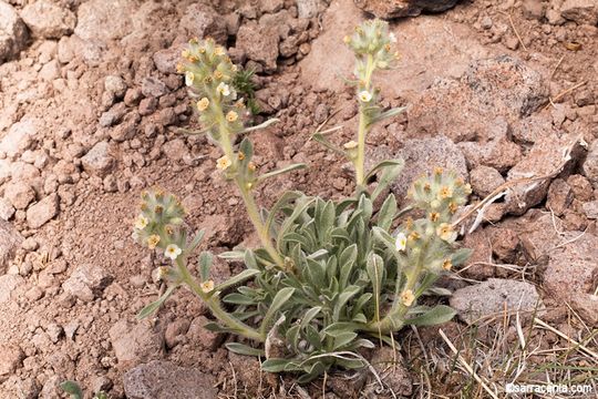 Слика од <i>Cryptantha humilis</i>