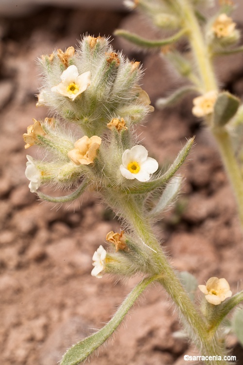 Слика од <i>Cryptantha humilis</i>