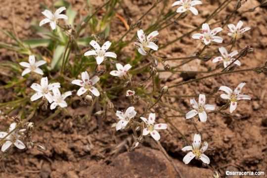 Imagem de Eremogone kingii var. glabrescens (S. Wats.) Dorn