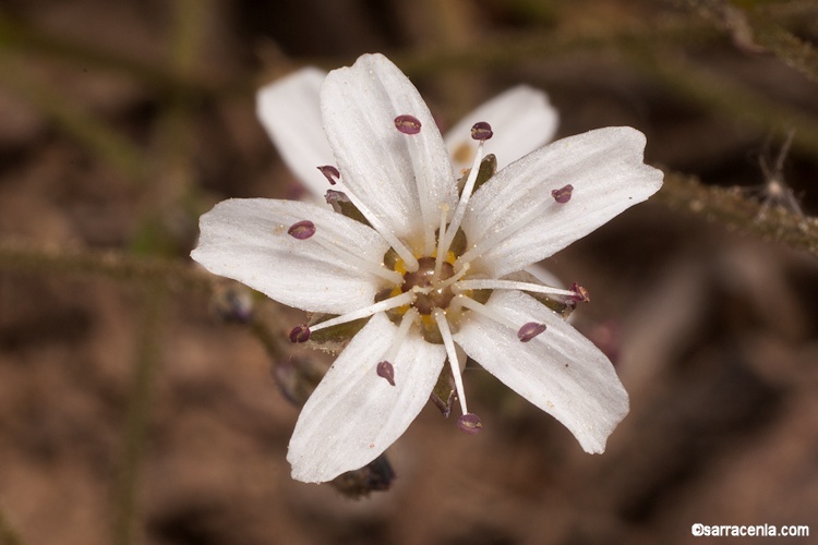 Слика од Eremogone kingii var. glabrescens (S. Wats.) Dorn