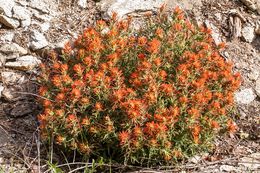 Image of wavyleaf Indian paintbrush